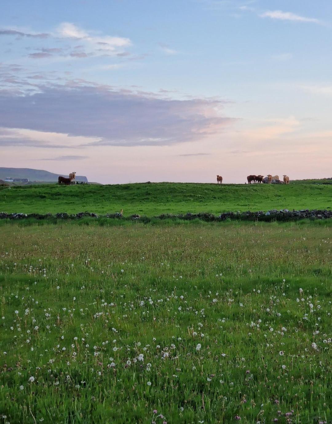 Wild Meadow Huts Villa Doolin Dış mekan fotoğraf